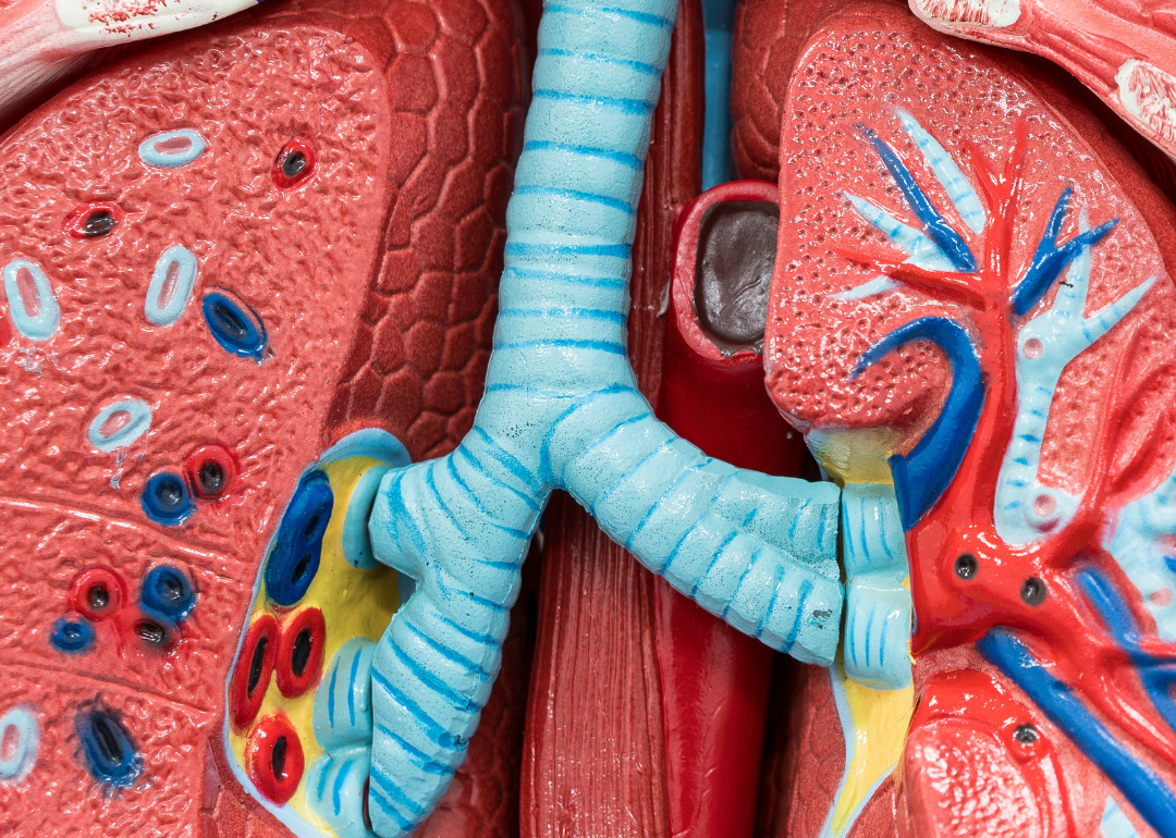 A close up of a model of the bronchi leading into the lungs.