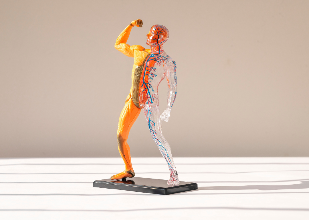 A mini 3D model of a person showing the cardiovascular system.