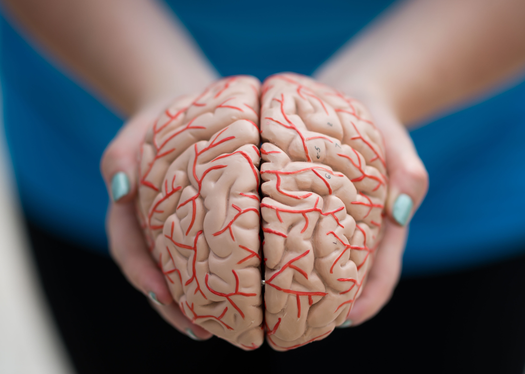 A person holding a model of a human brain in their hands.