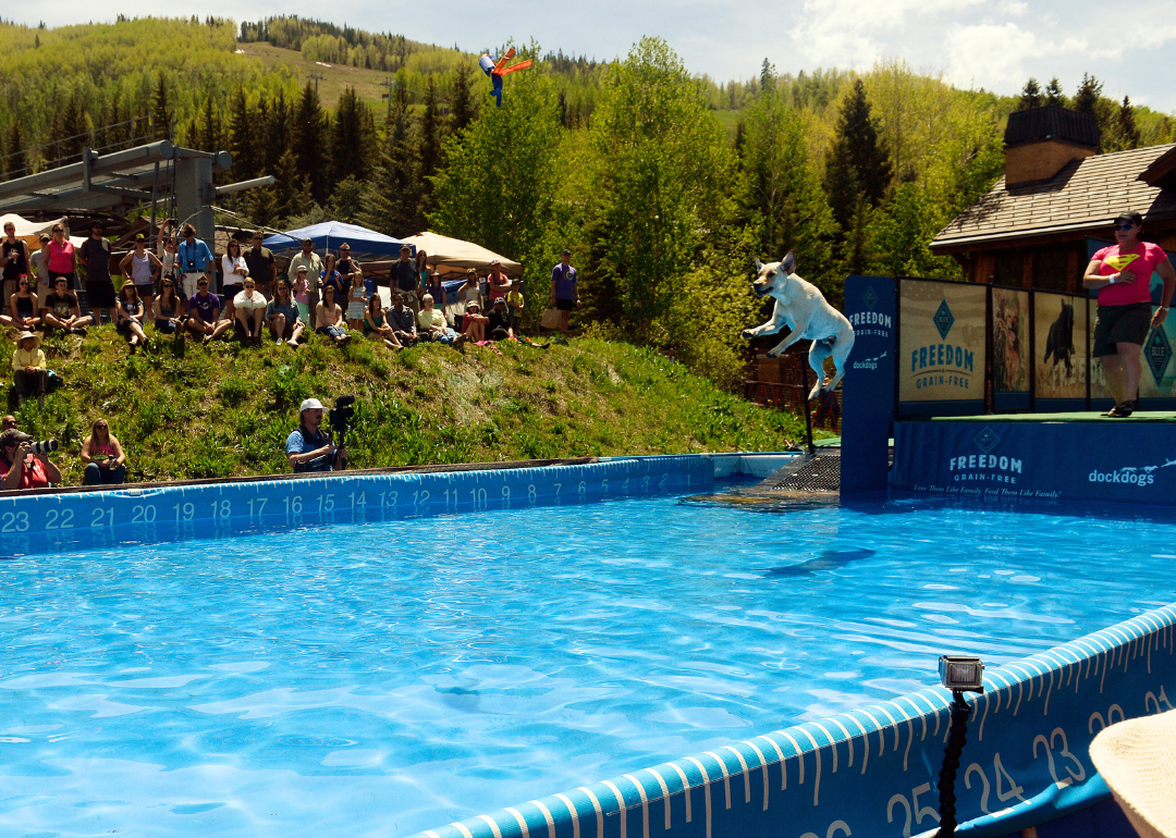 Boomer, a dog, leaping off the dock in the DockDogs Outdoor Big Air competition during the GoPro Mountain Games.