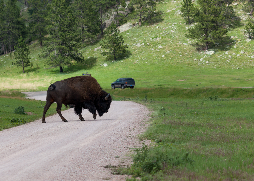 A bison crossing a dirt road with traffic in the background at Custer State Park.