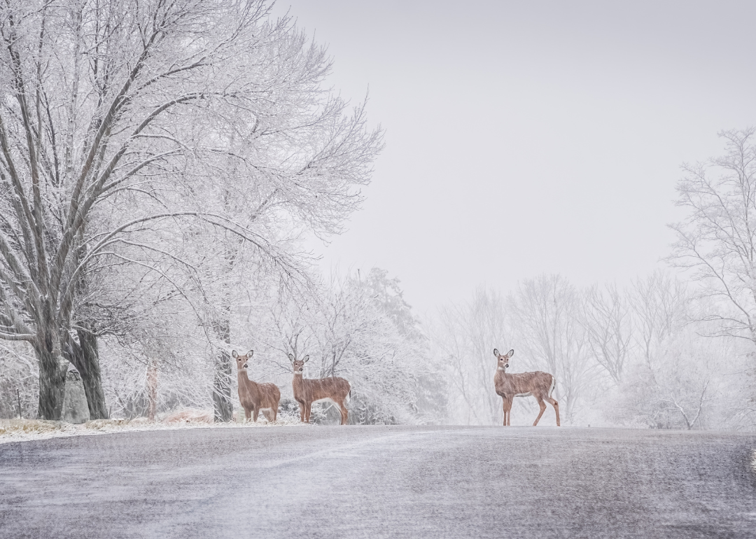Three deer crossing a street during a snow storm.