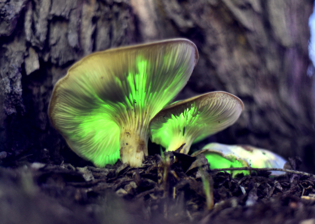 Ghost fungi.