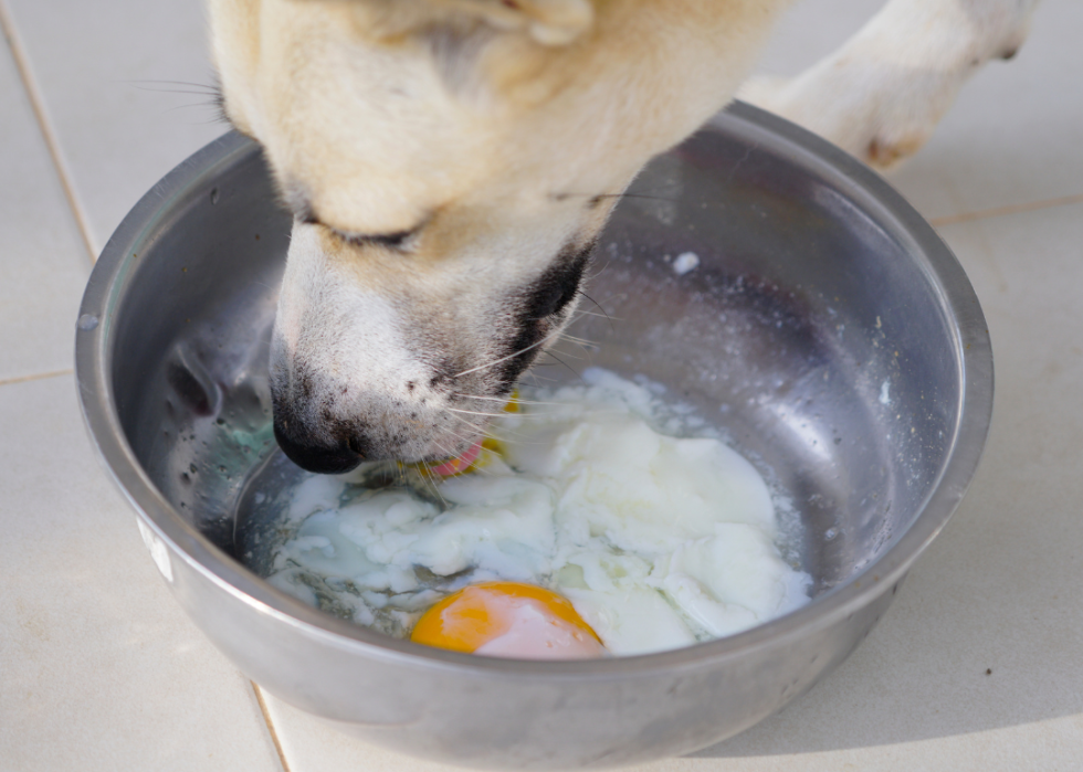 A dog eating a soft-boiled egg in a bowl