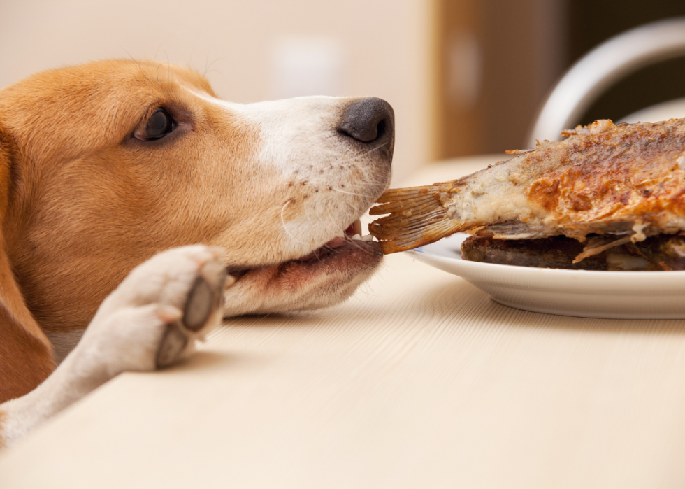 A dog eating fish from the table