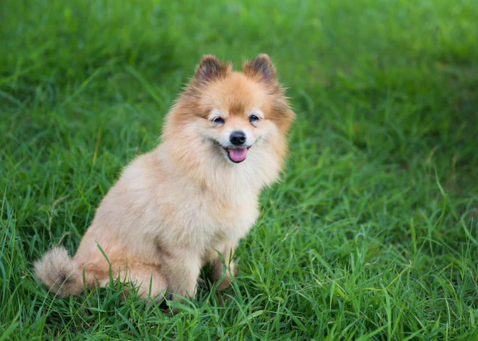 A smiling Pomeranian puppy on a field