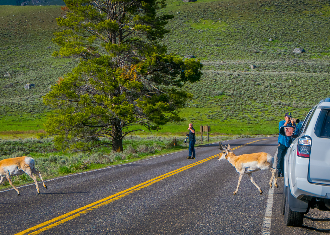 Two white-tailed deers crossing a road in Yellowstone National Park.