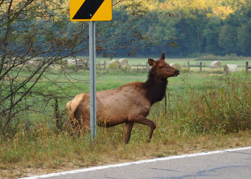 An elk about to cross a road.