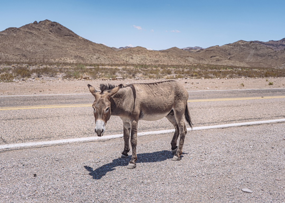A donkey on the side of the road in Oatman.
