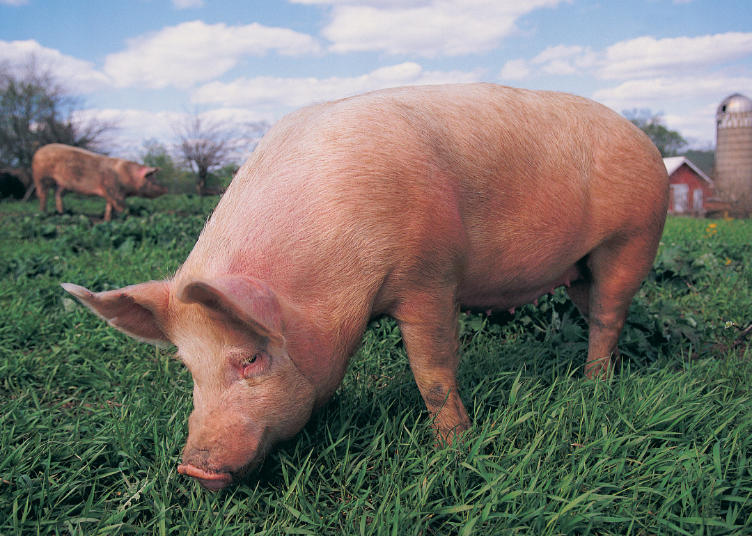 A pig grazing in a field.
