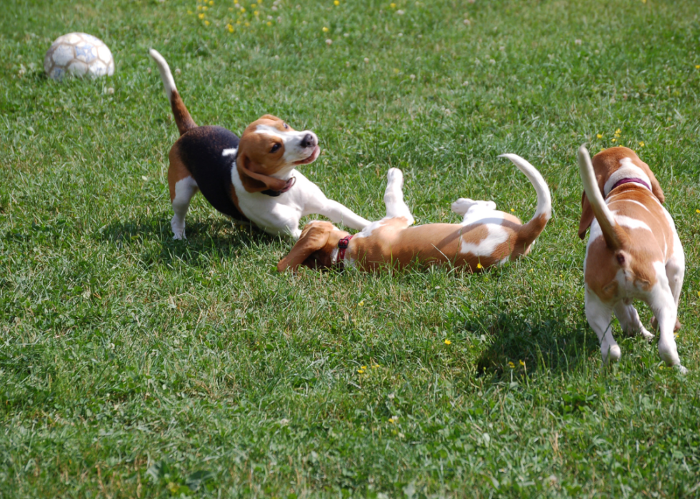 Three young Beagles playing with each other
