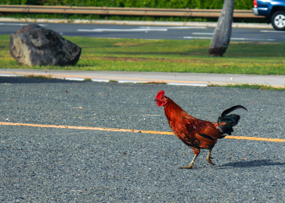 A rooster walking across the street in Honolulu.