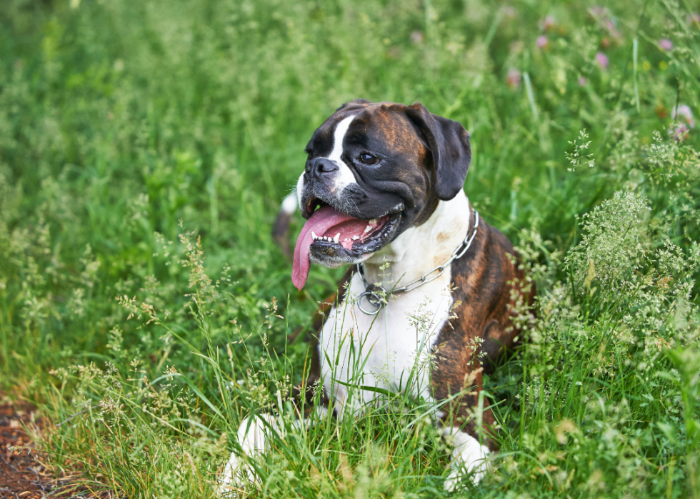 A Boxer smiling in the grass