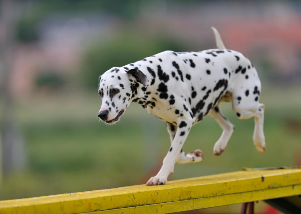 A dalmatian running through an obstacle course