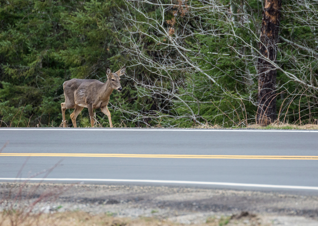 A deer walking along the side of a road in Voyageurs National Park.