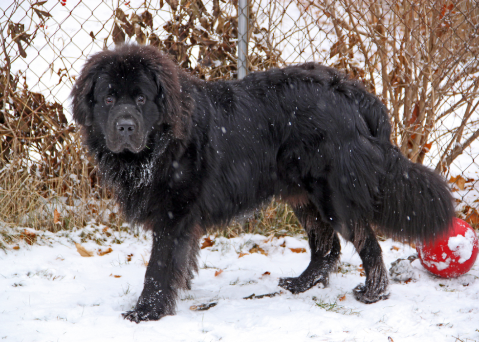 A Newfoundland in the snow