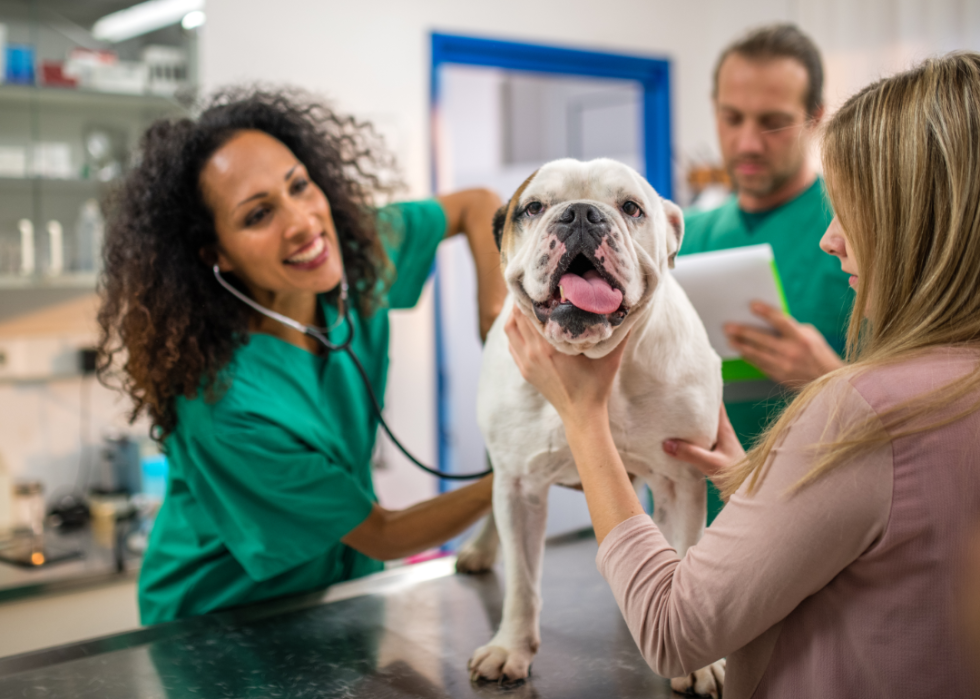 A vet wearing a stethoscope listens to the chest of the bulldog's on the table. Another professional writes on a paper while the dog's owner comforts the dog. 