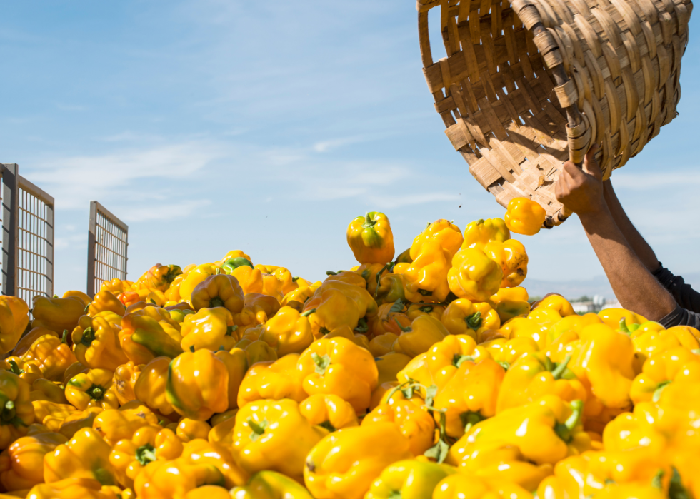 A man throwing a basket of yellow peppers into a pile of yellow peppers.
