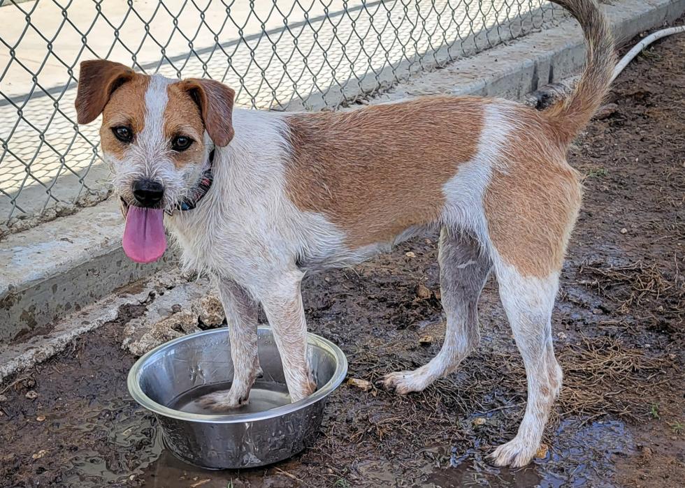 Dogs available for adoption in San Antonio Stacker