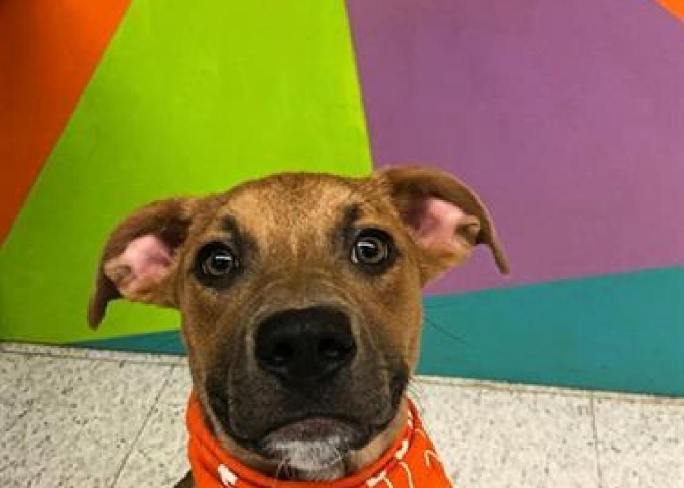 Dogs available for adoption in Toledo Stacker