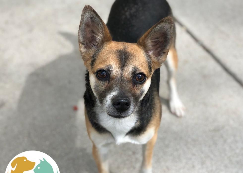 Dogs available for adoption in Toledo Stacker