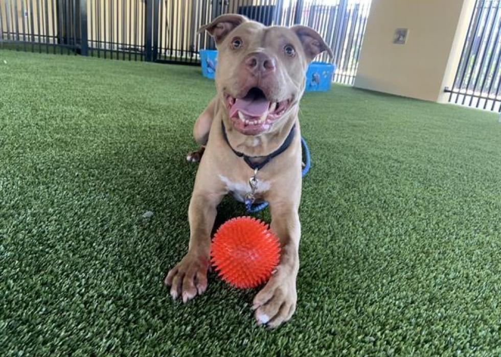 Dogs available for adoption in West Palm Beach Stacker