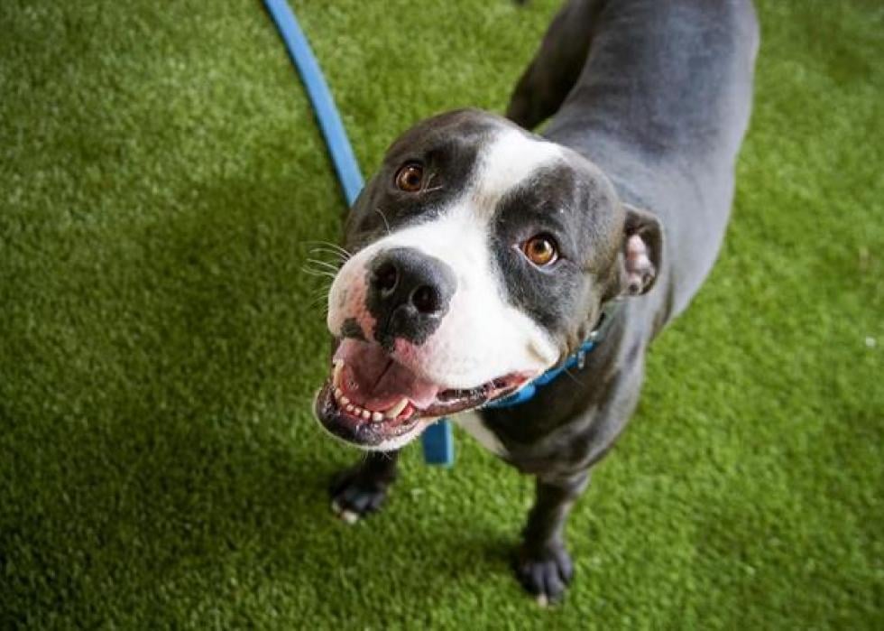 Dogs available for adoption in West Palm Beach Stacker