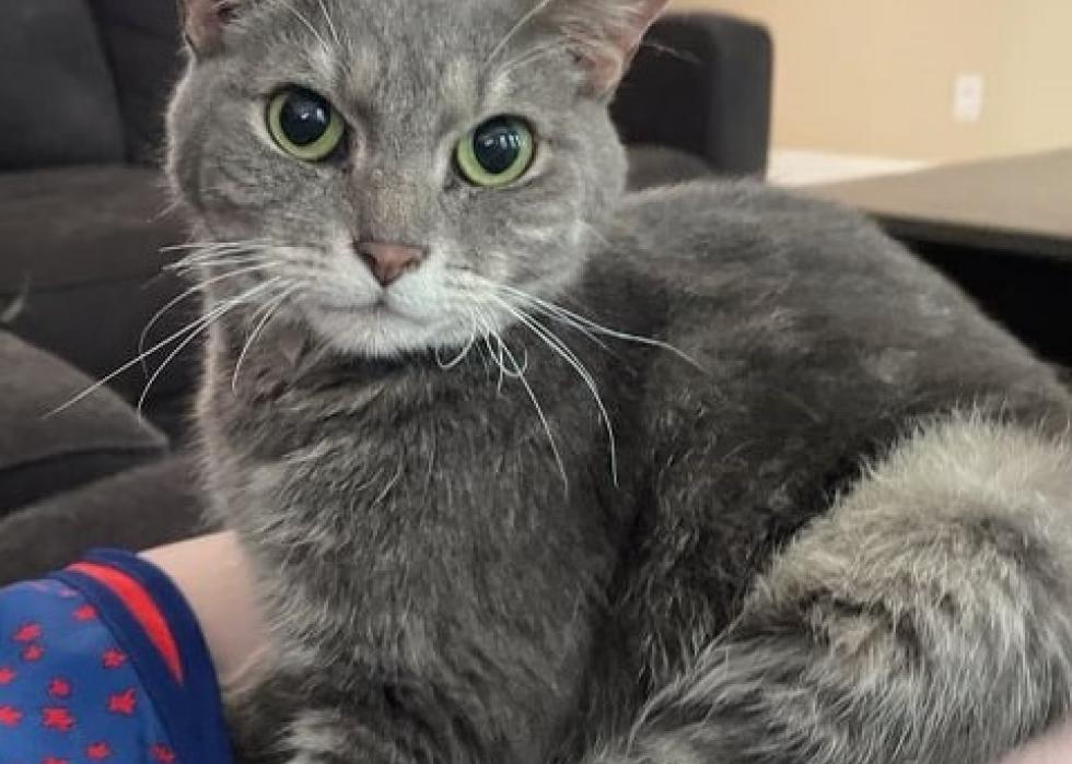 Cats available for adoption in Greenville, North Carolina Stacker