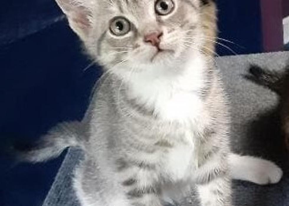 Cats available for adoption in Greenville, North Carolina Stacker