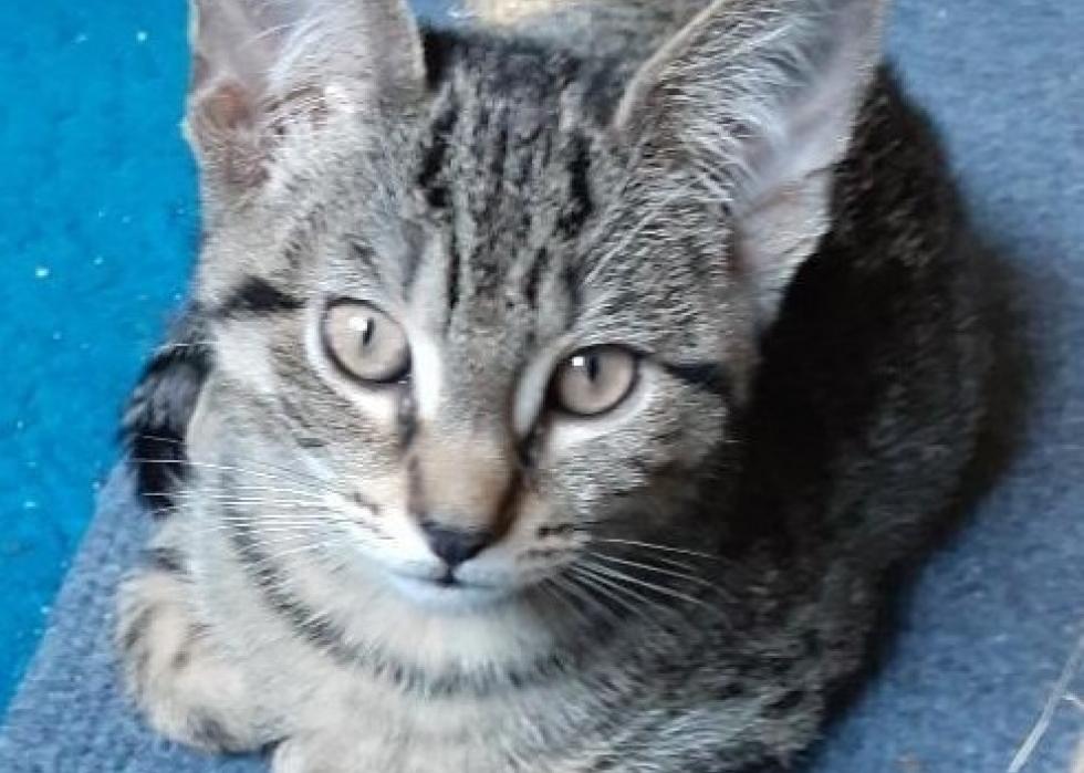 Cats available for adoption in Greenville, North Carolina Stacker