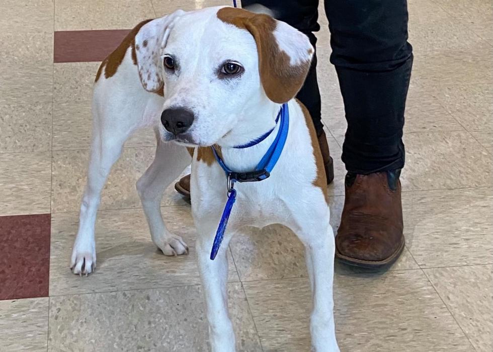 Dogs available for adoption in Jackson Stacker