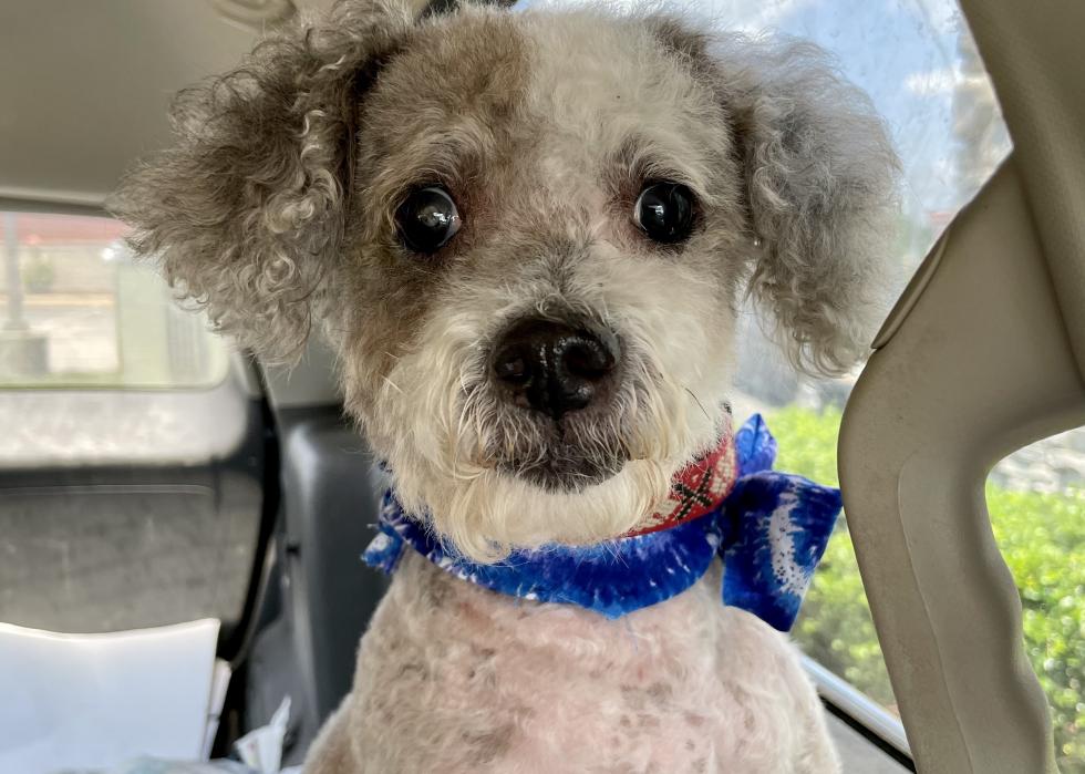 Dogs available for adoption in Portland, Oregon Stacker