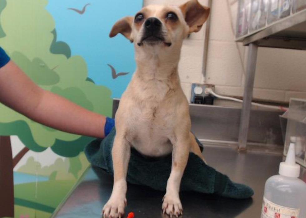 Dogs available for adoption in Waco Stacker