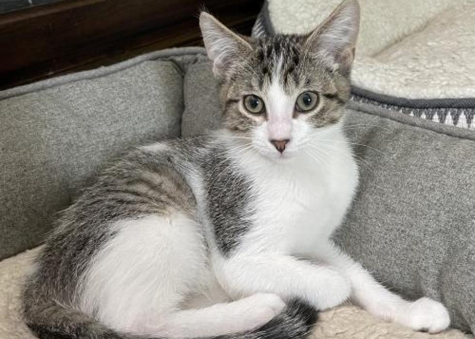 Cats available for adoption in Cedar Rapids Stacker