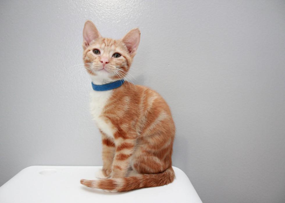 Cats available for adoption in Charlotte Stacker