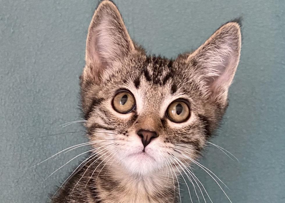 Cats available for adoption in Colorado Springs | Stacker