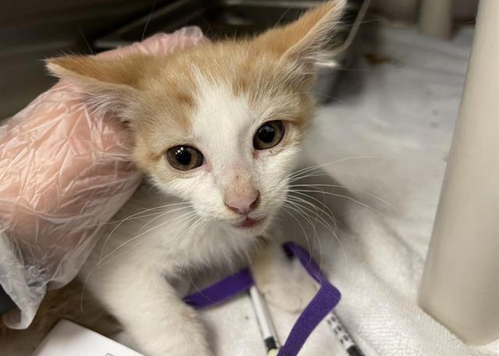 Cats available for adoption in Colorado Springs Stacker