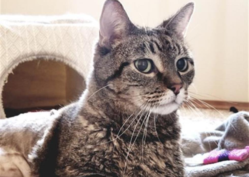 Cats available for adoption in Colorado Springs Stacker