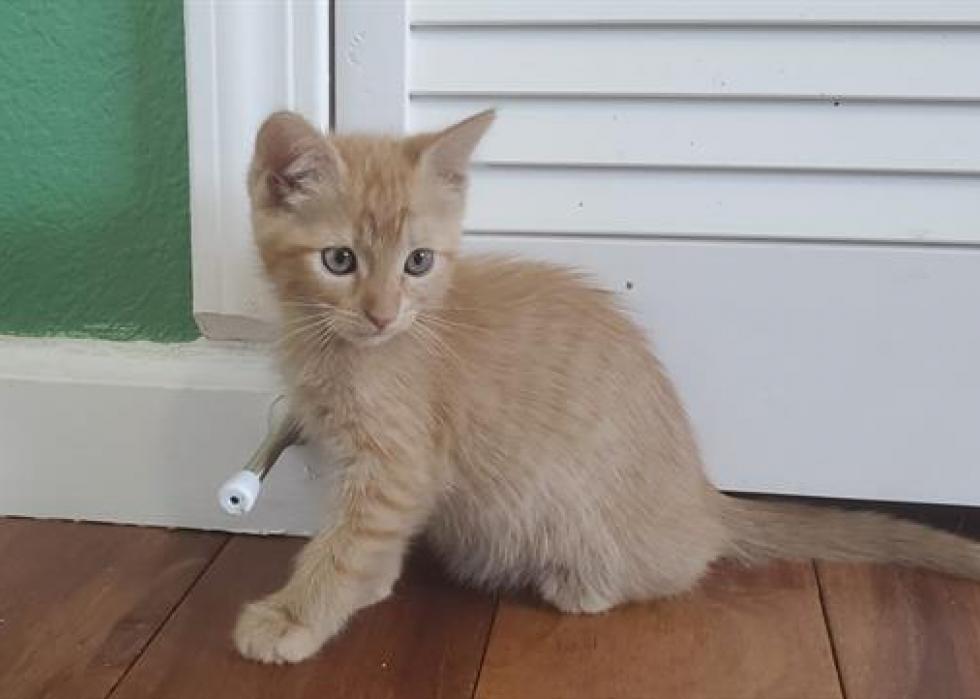 Cats available for adoption in Colorado Springs Stacker