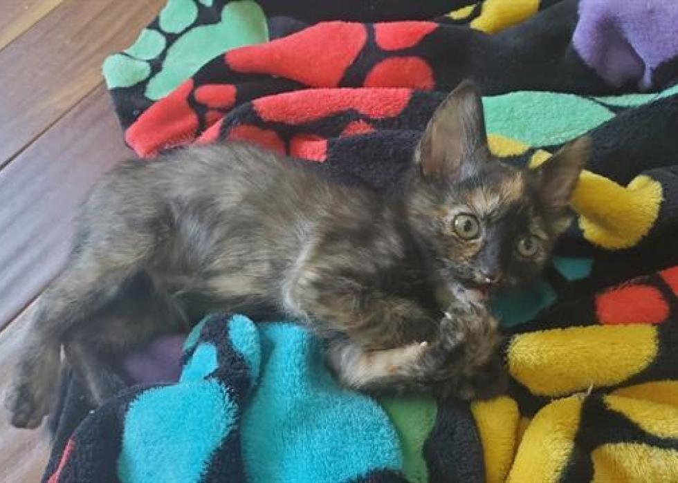 Cats available for adoption in Colorado Springs Stacker