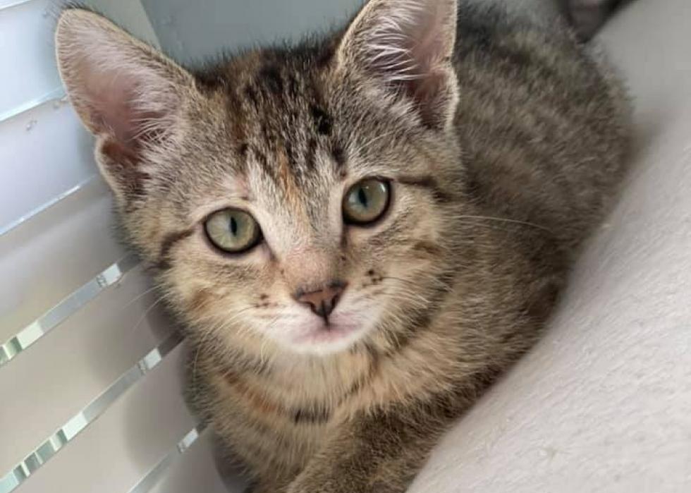 Cats available for adoption in Dayton | Stacker