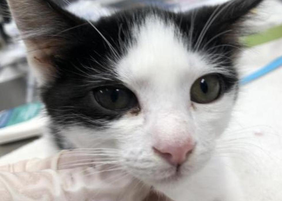 Cats available for adoption in Jacksonville Stacker