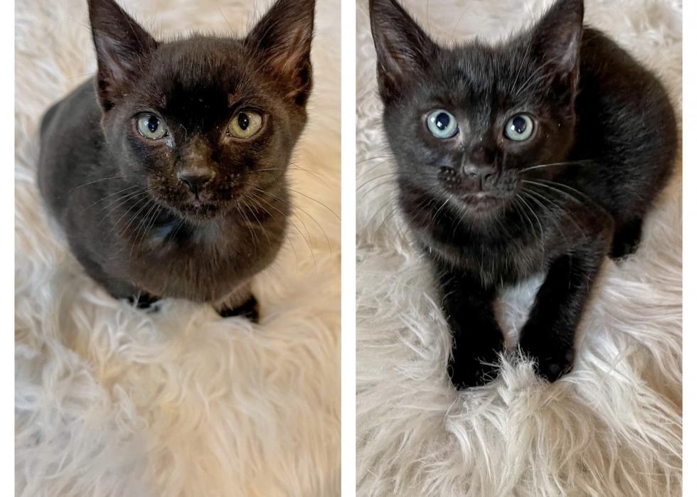 Cats available for adoption in Portland, Maine | Stacker