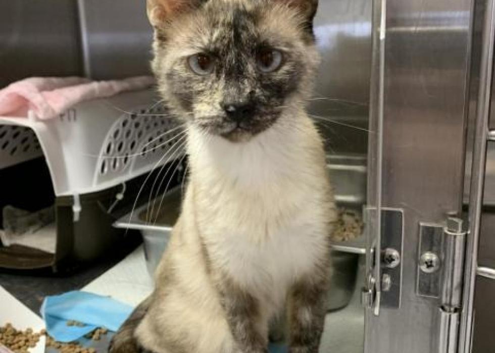 Cats available for adoption in Salt Lake City Stacker