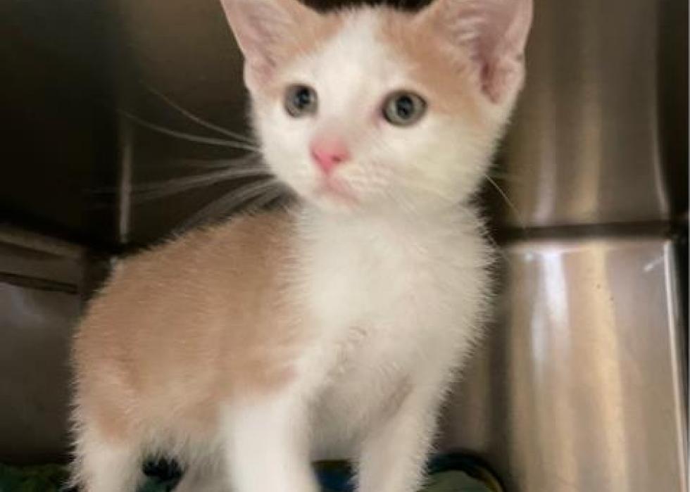 Cats available for adoption in West Palm Beach Stacker