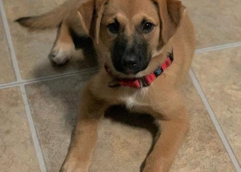 Dogs available for adoption in Minneapolis Stacker