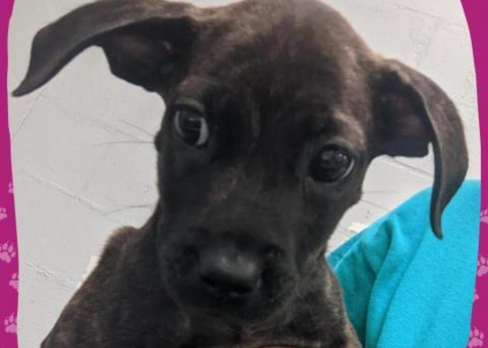 Dogs available for adoption in Gainesville Stacker