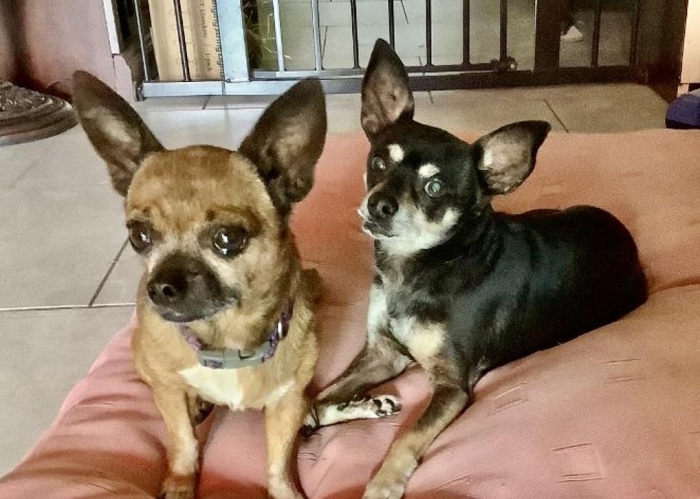 Dogs available for adoption in Naples Stacker