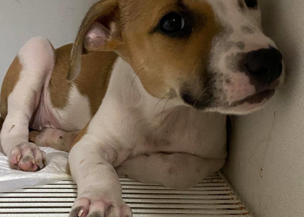 Dogs available for adoption in Rochester Stacker