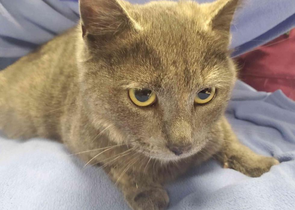 Cats available for adoption in Detroit Stacker